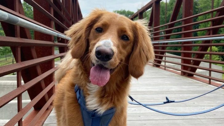 Is The Straight Hair Goldendoodle A Real Dog Breed?