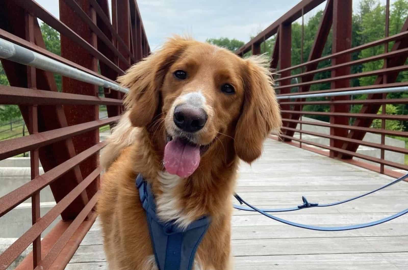 straight hair goldendoodle