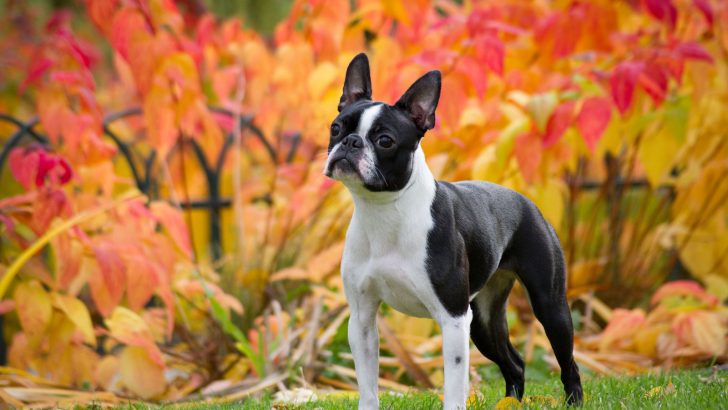 Is The Teacup Boston Terrier The  Right Dog Breed For You?