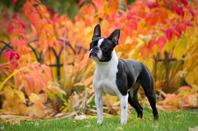 Boston Terrier standing outside