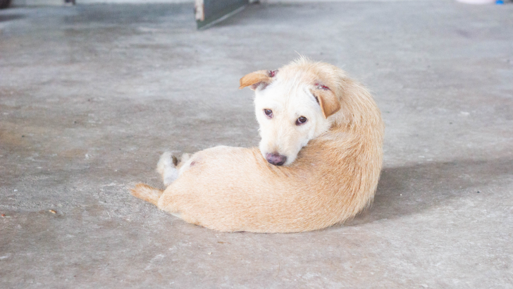 Dog Licking Wound After Surgery? The Good And The Bad