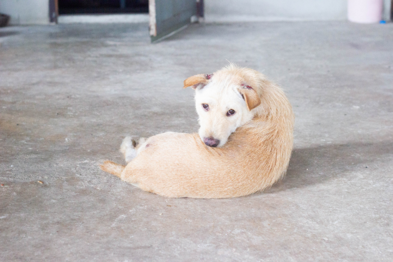 the dog lies on the floor and licks the wound