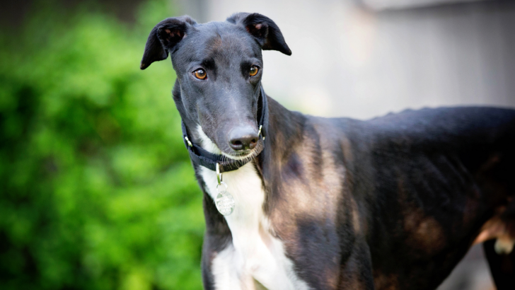 It Is Not Over Until The Fat Greyhound Runs