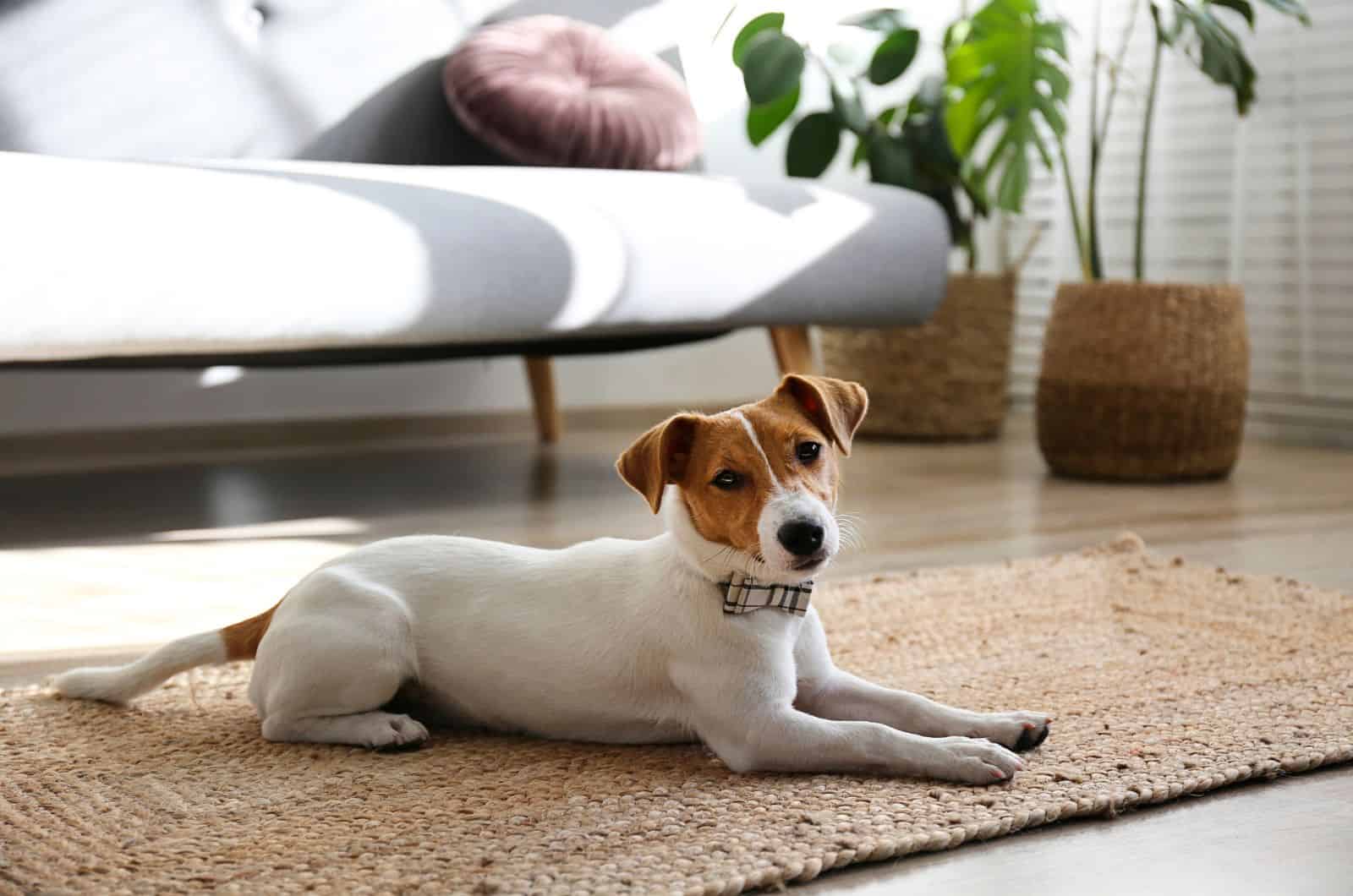 Jack Russell Terrier lying on carpet