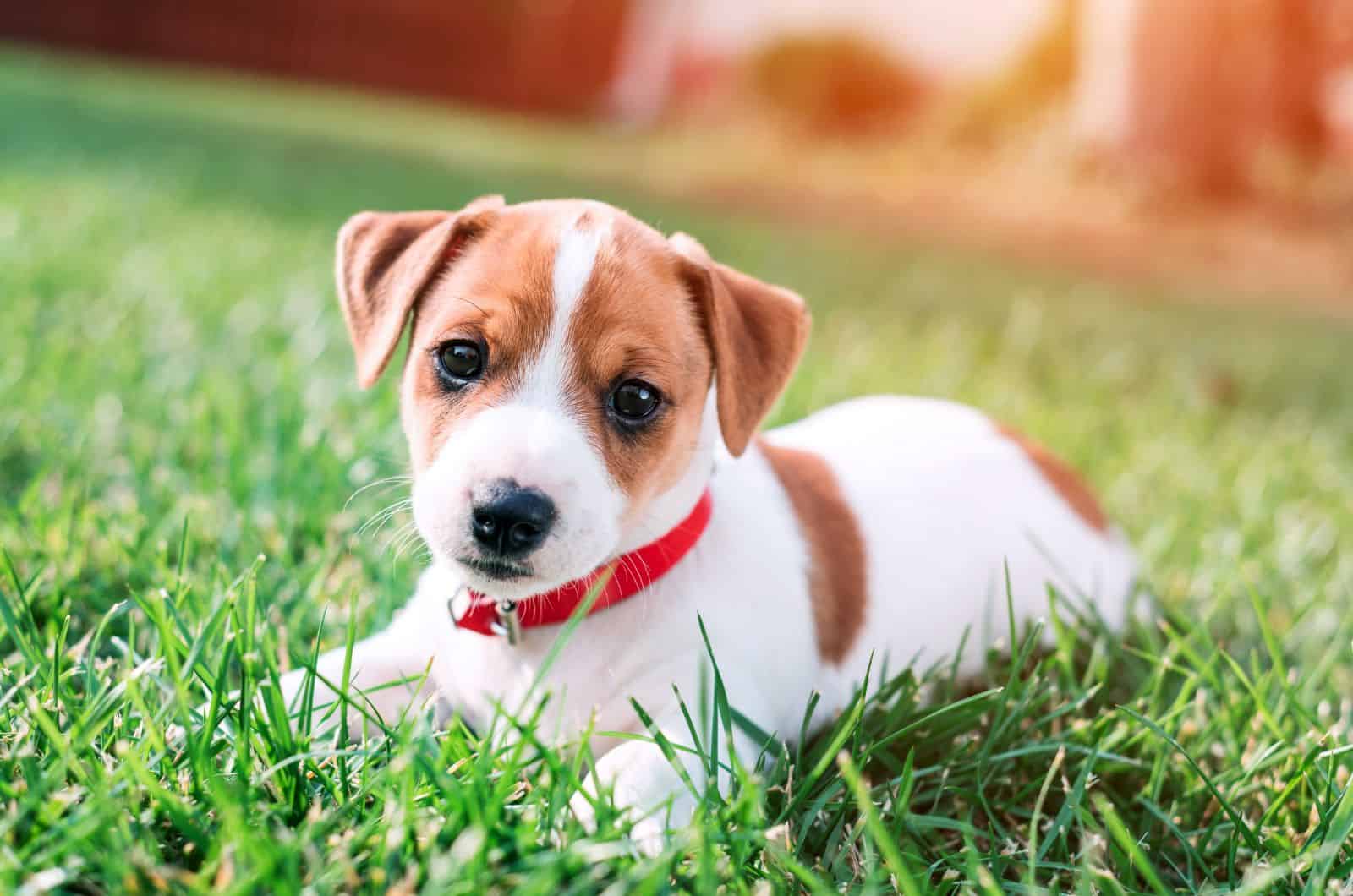 Jack Russell Terrier puppy