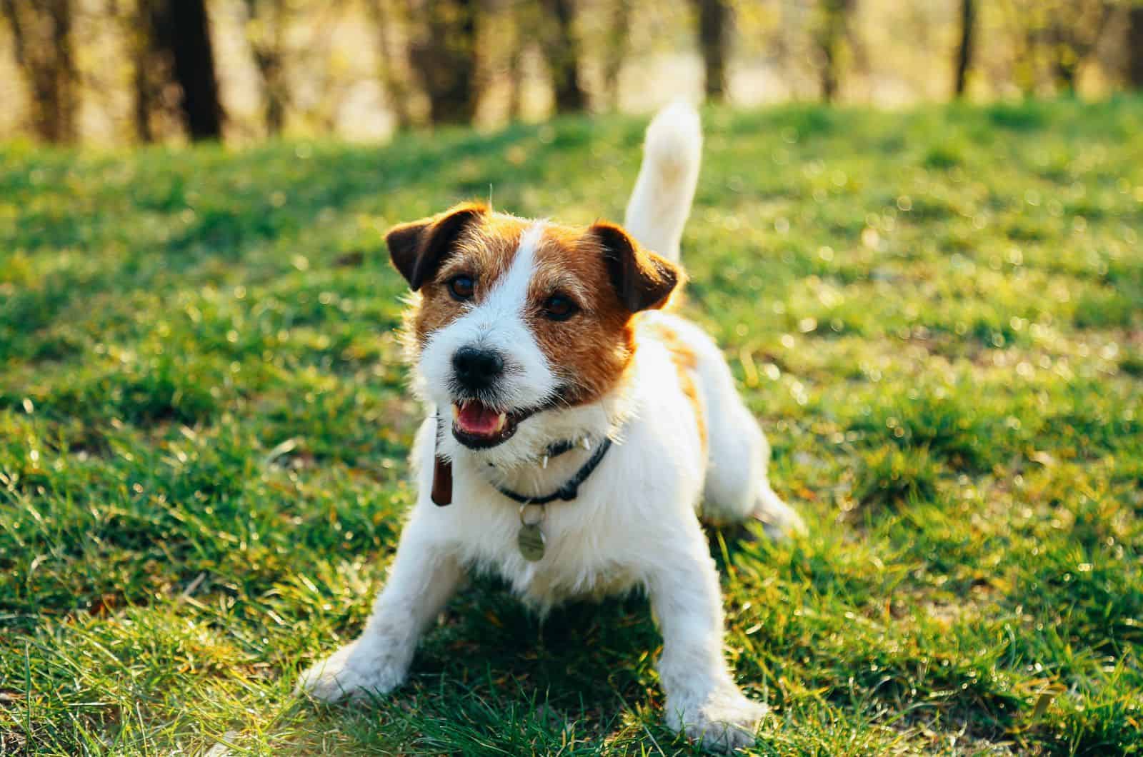 Jack Russell Terrier puppy lying on grass