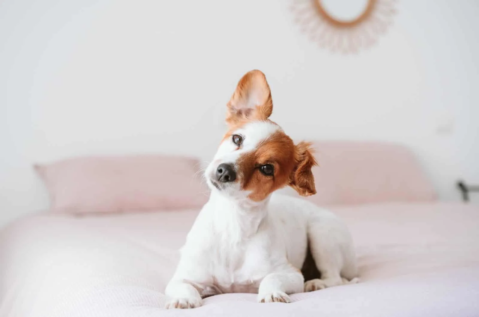 Jack Russell Terrier sitting on bed