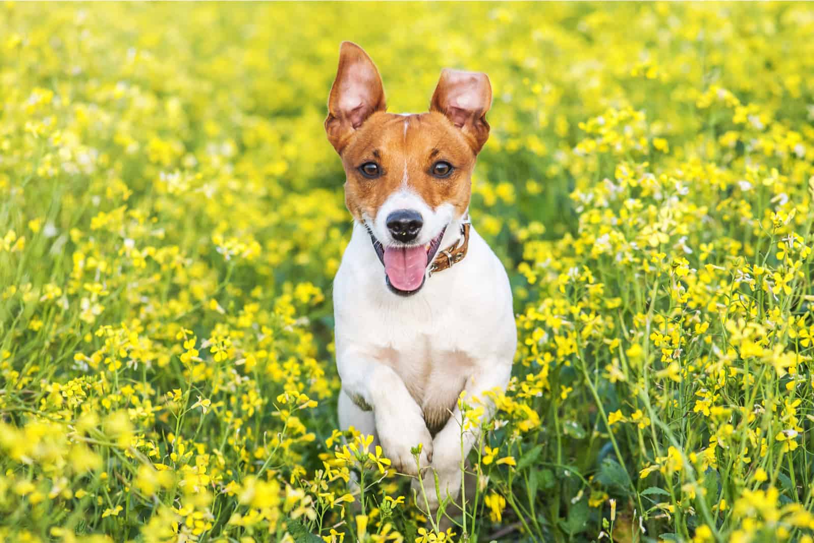 Jack Russell Terrier standing in flowers