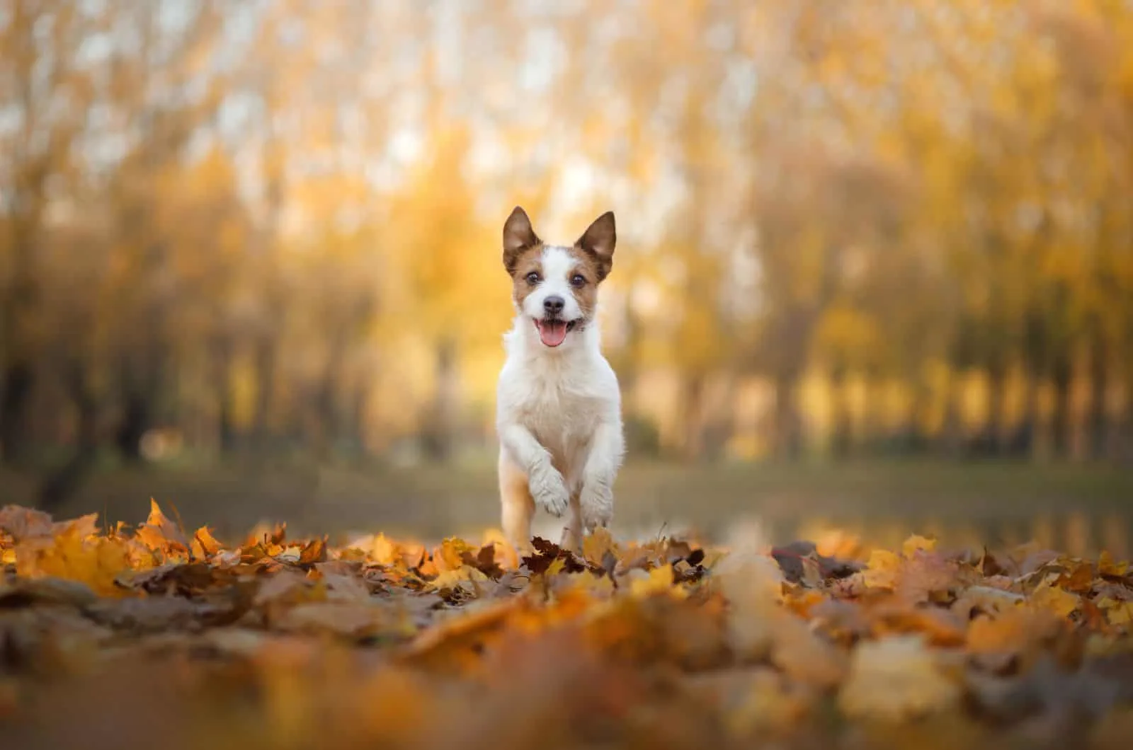 Jack Russell Terrier standing in woods