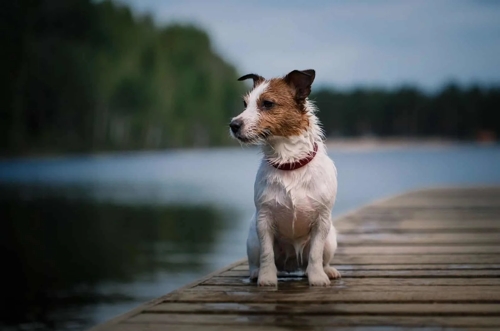 Jack Russell Terrier standing on dock