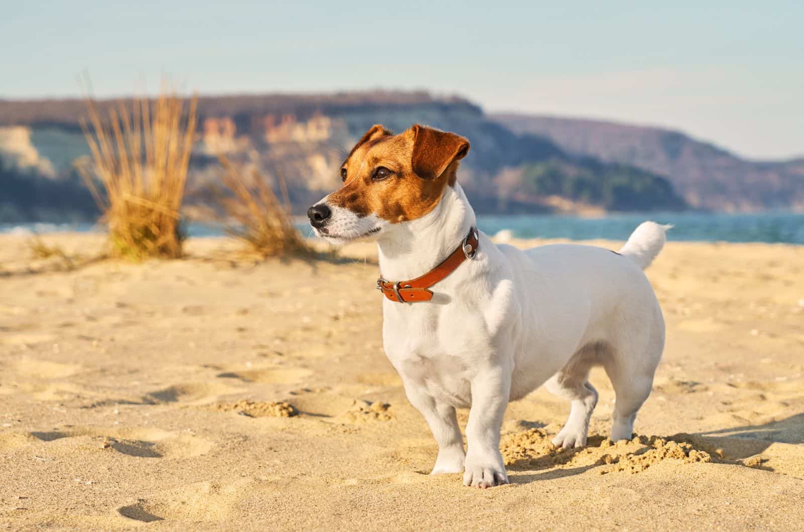 Jack Russell Terrier standing on sand