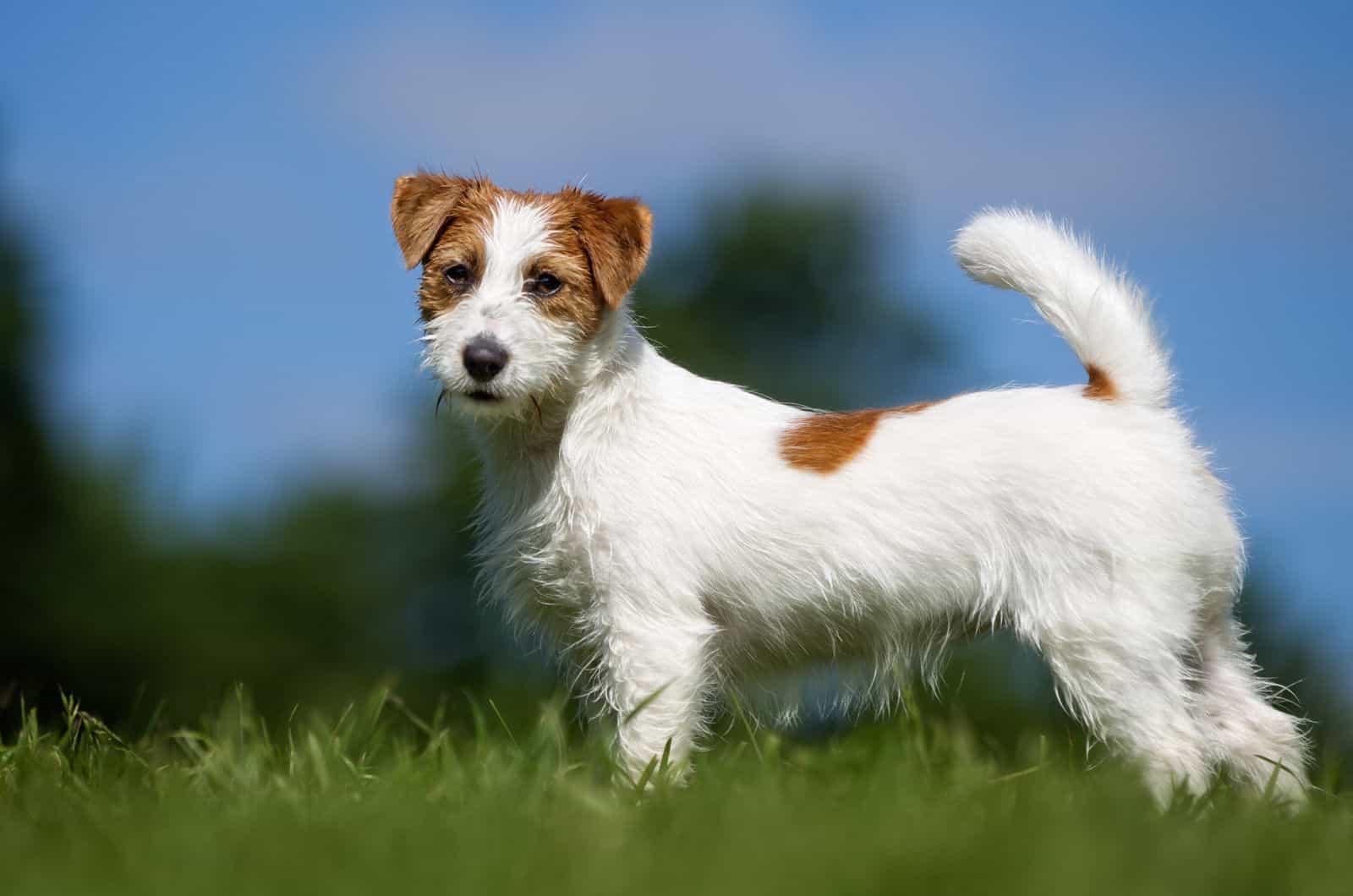 Jack Russell Terrier standing