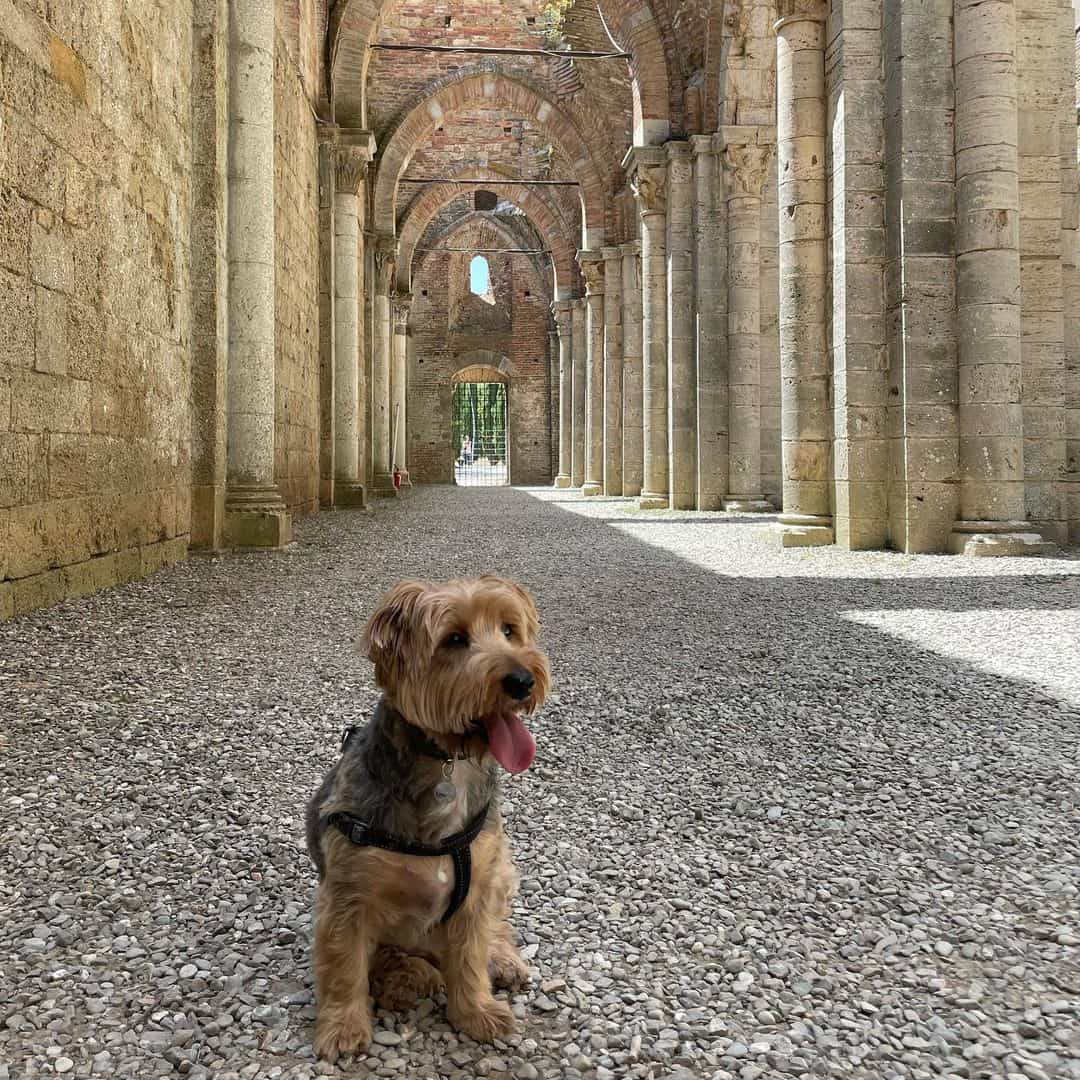 Jack Russell Yorkie Mix