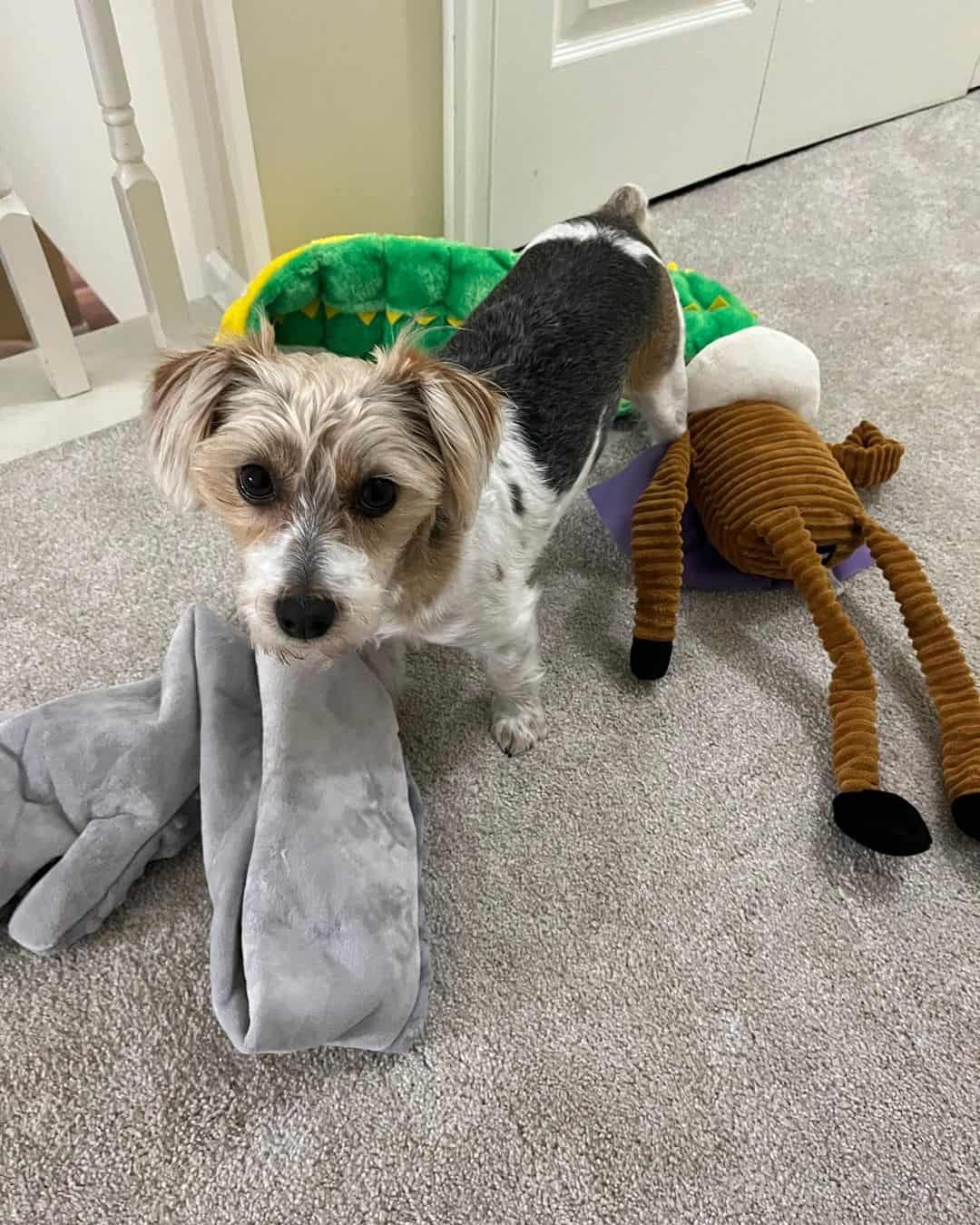 Jack Russell Yorkie mix looking up