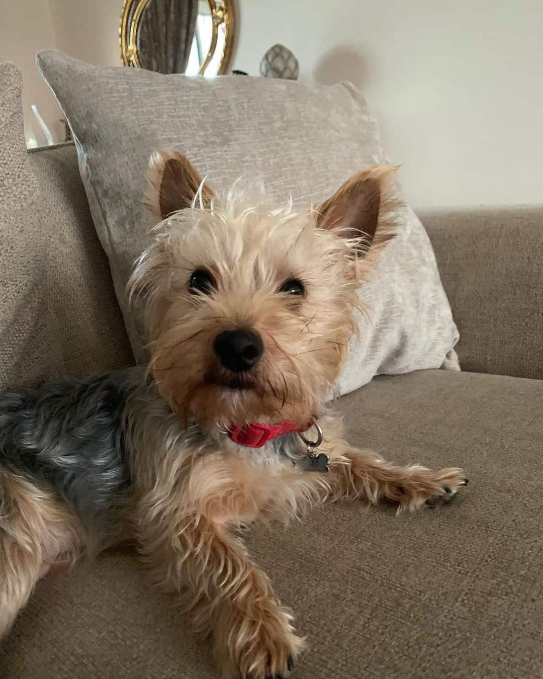 Jack Russell Yorkie sitting on sofa