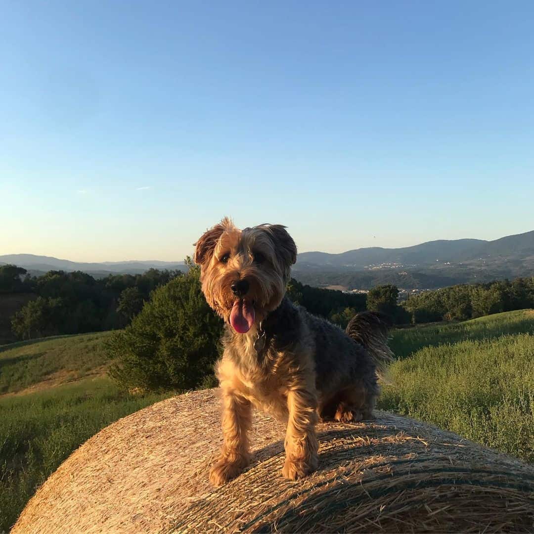 Jack Russell and Yorkie mix