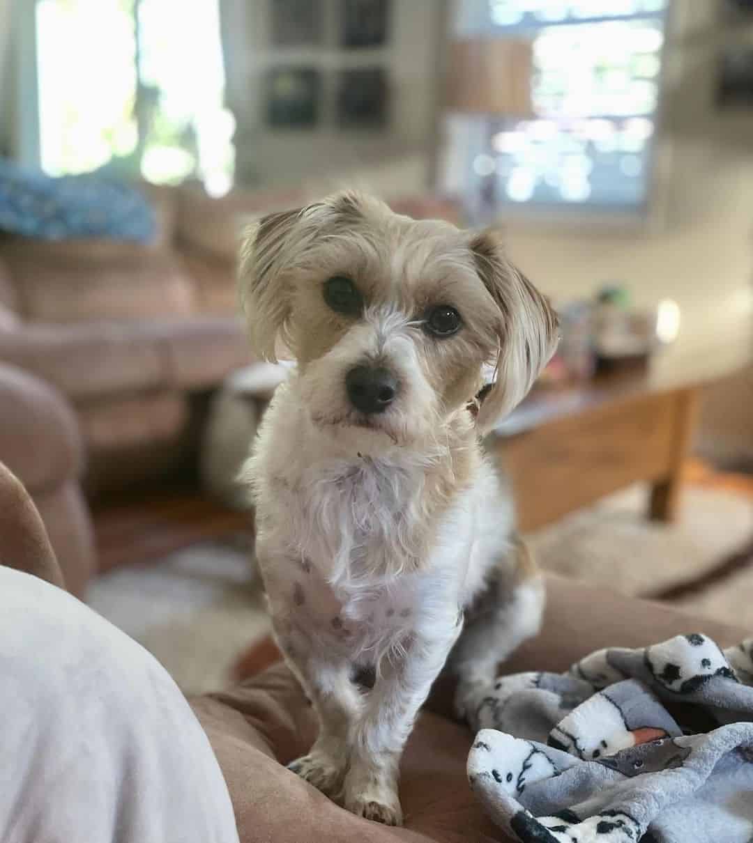 Jack Russell dog sitting on sofa