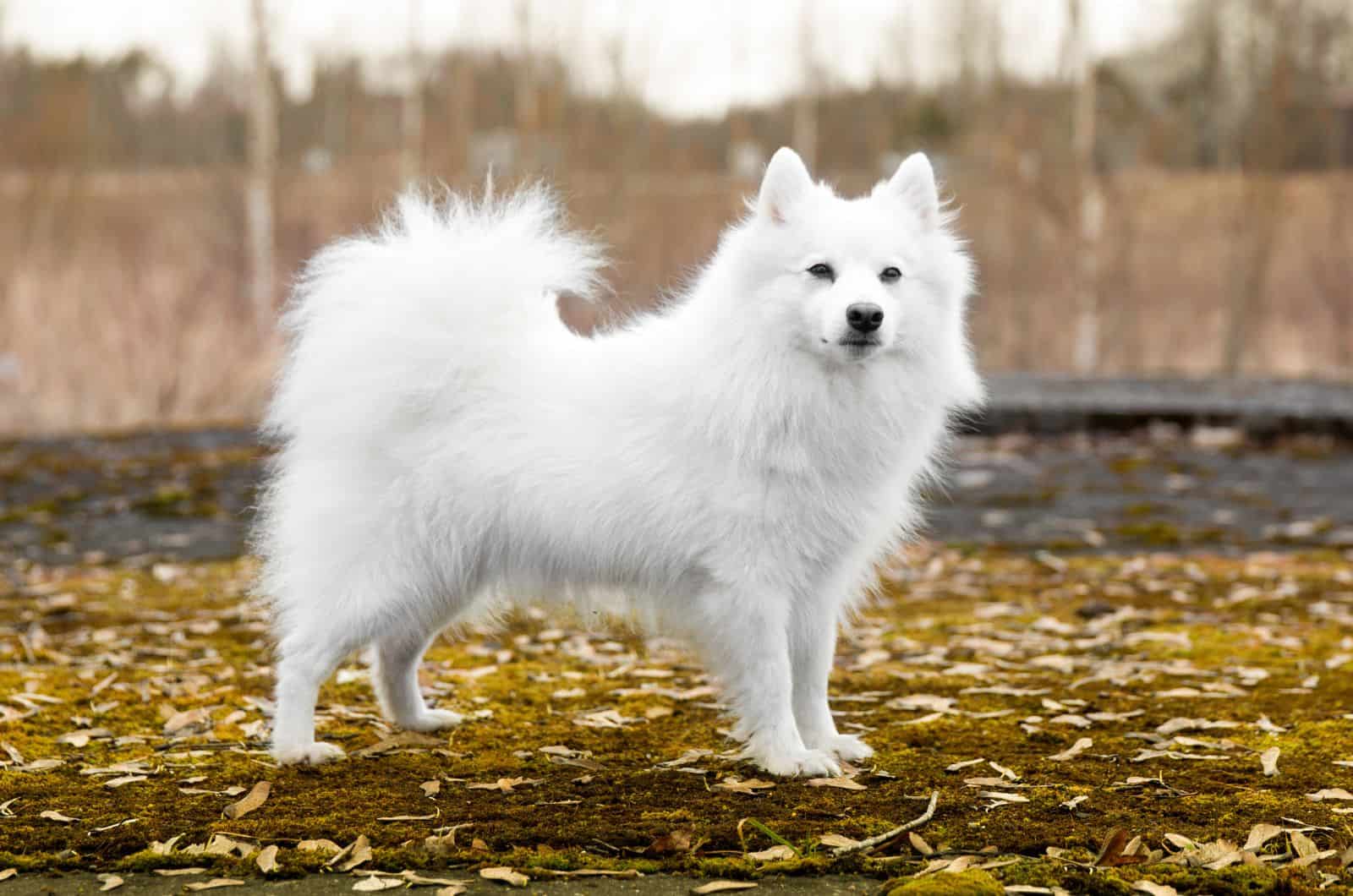 Japanese Spitz