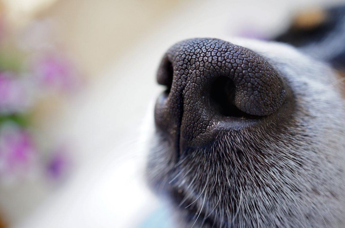 Your Dogs Nose Spot When To Worry - fp93lc8