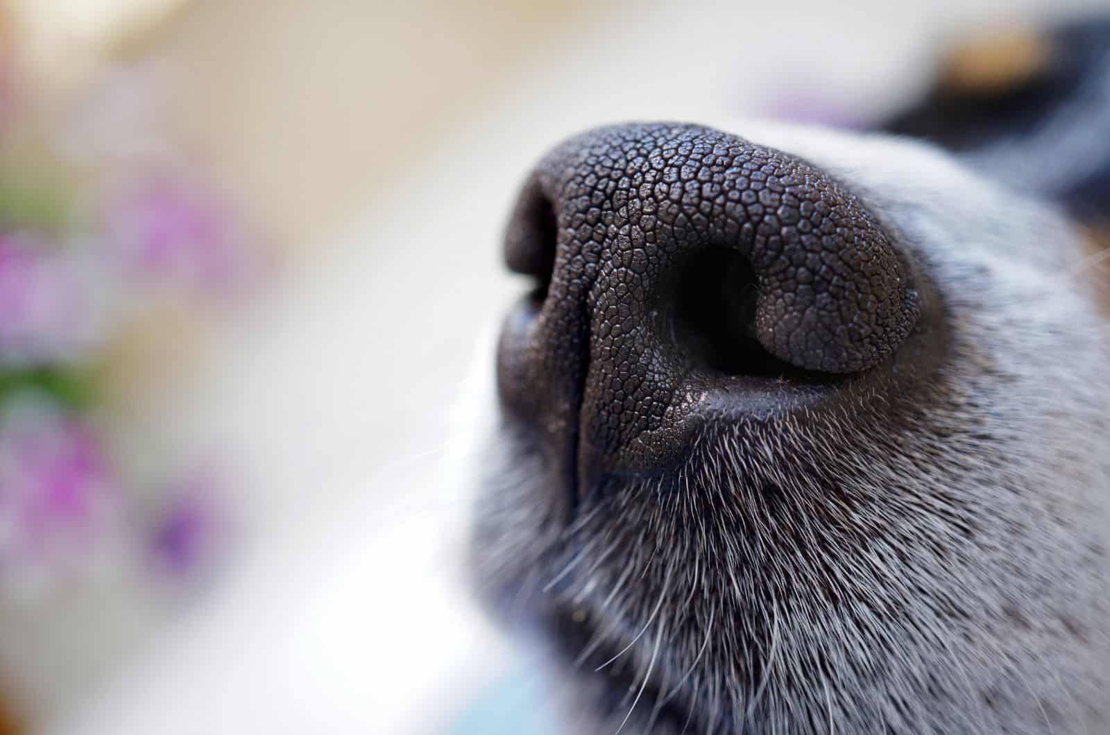 Kennel Nose