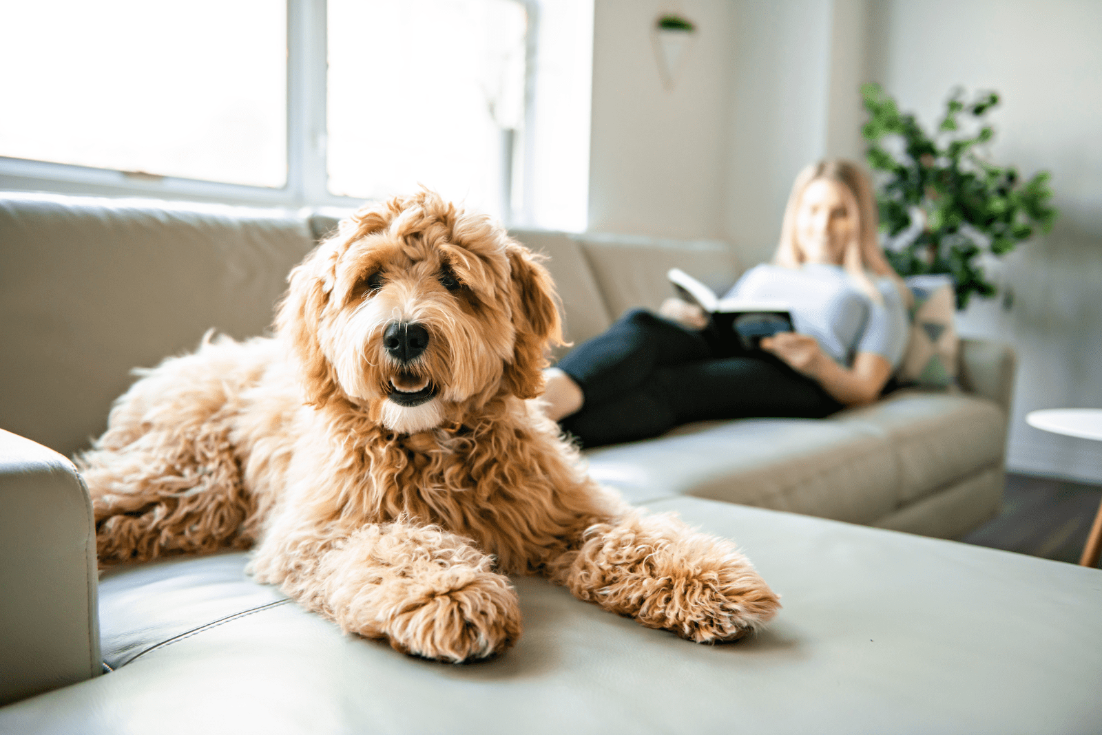 Labradoodle is lying on the couch