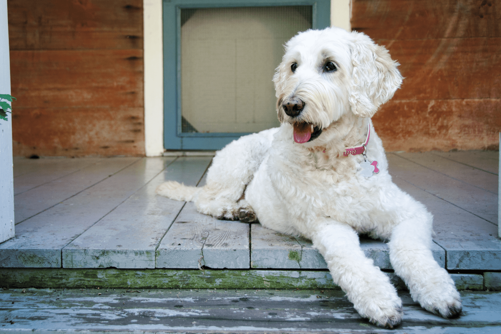 Labradoodle lying in front of the house