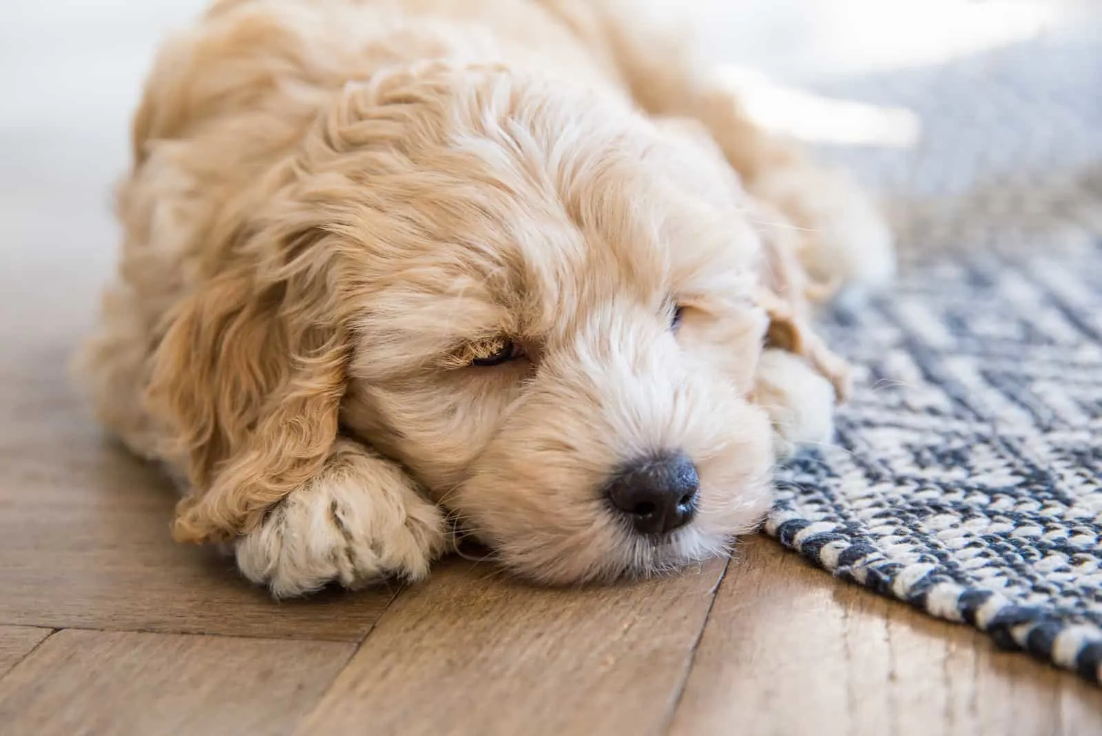 Labradoodle pup inside sleeping on the floor beside a rug