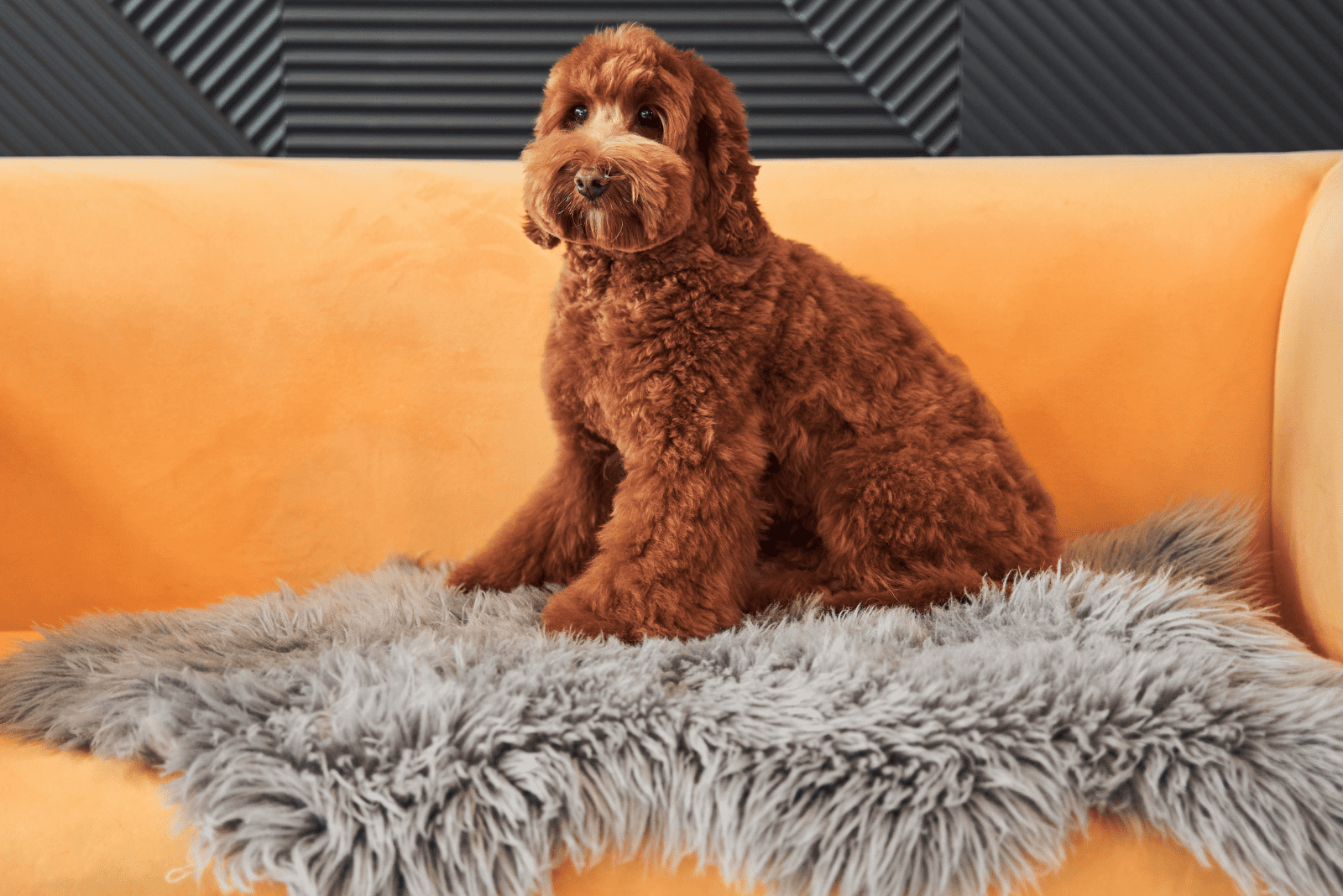 Labradoodle sitting on the couch