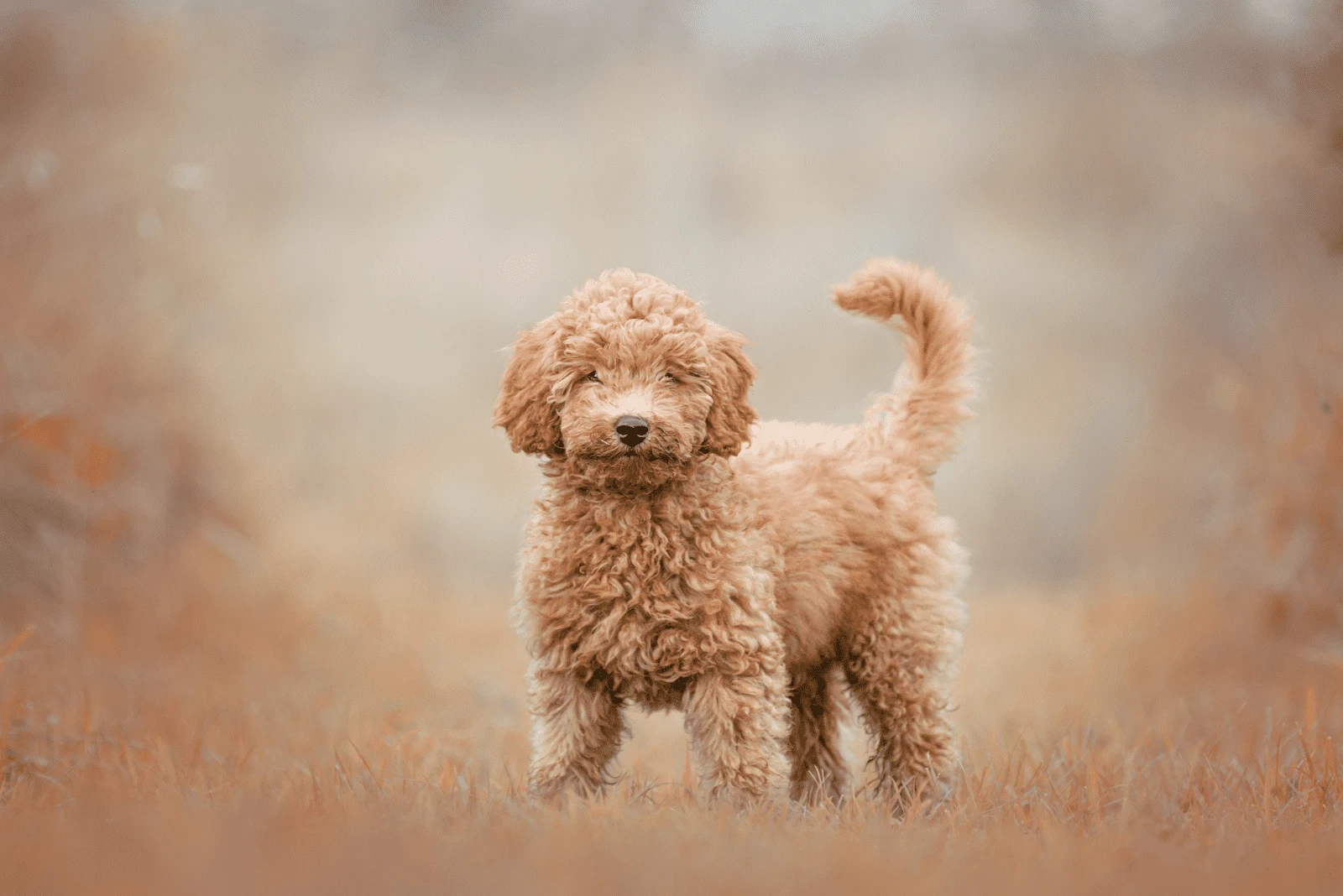 Labradoodle standing in a field