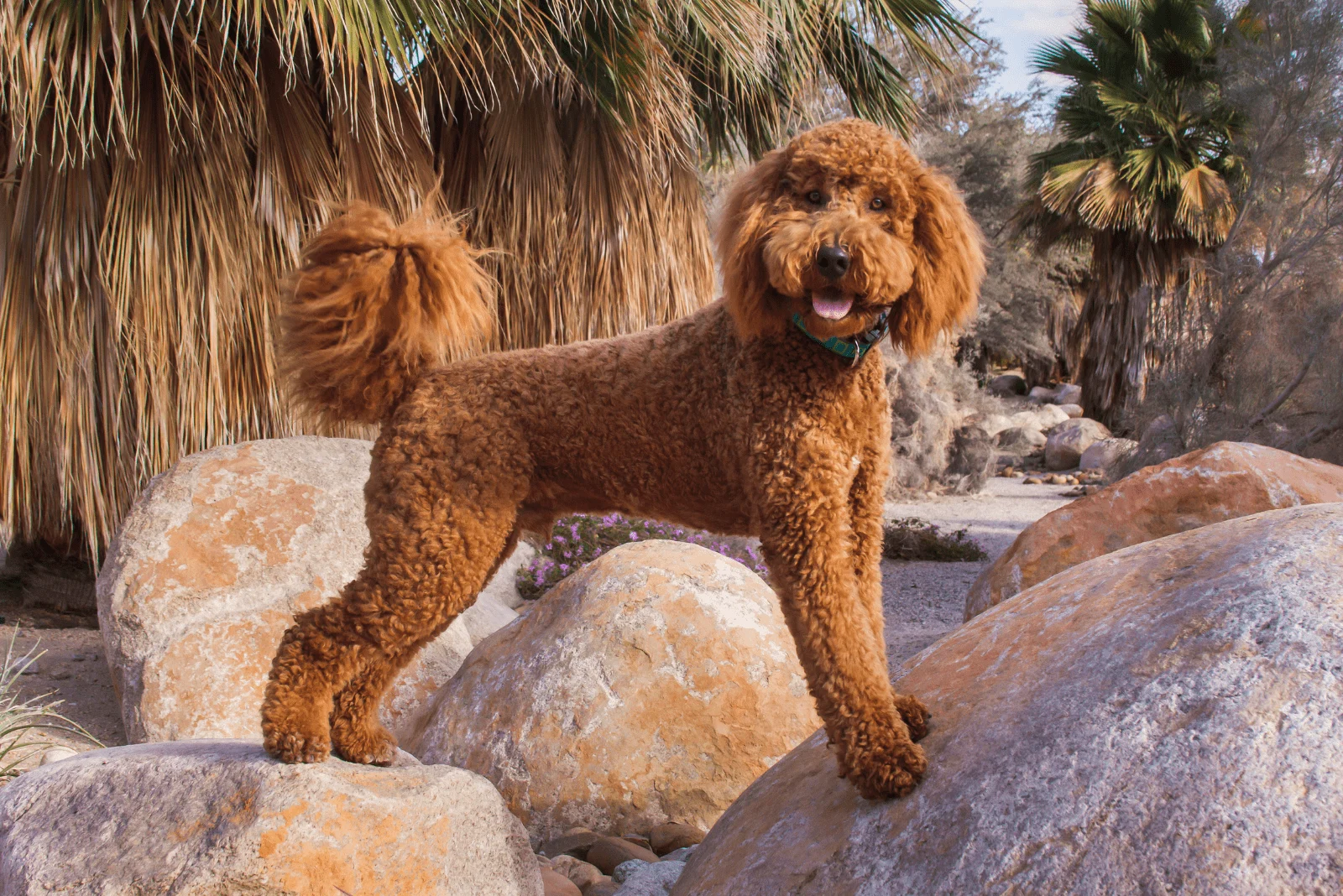 Labradoodle standing on a rock