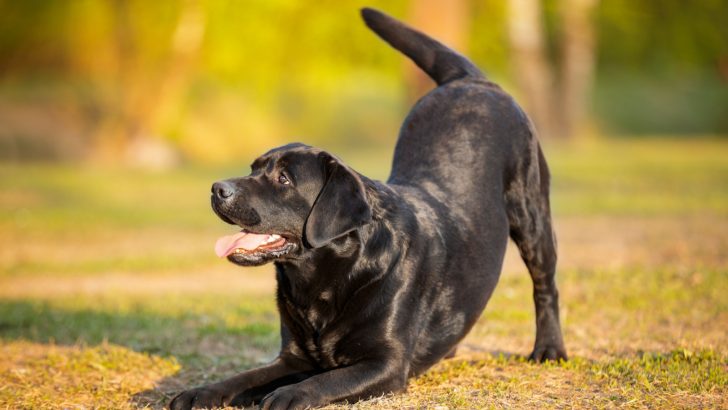 Labrador Growth Chart For Dog Lovers