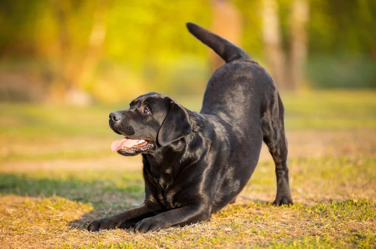 Labrador Growth Chart For Dog Lovers