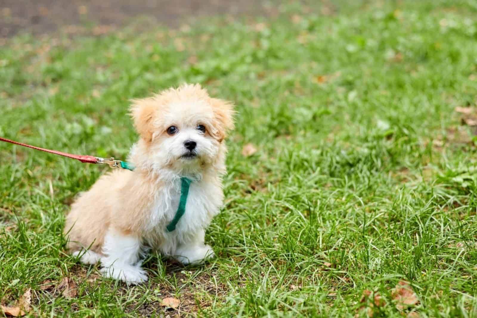 Little Maltipoo puppy is walking in green grass