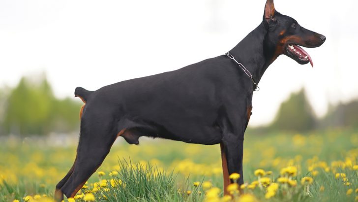 Making Sense Of Doberman Tail Docking