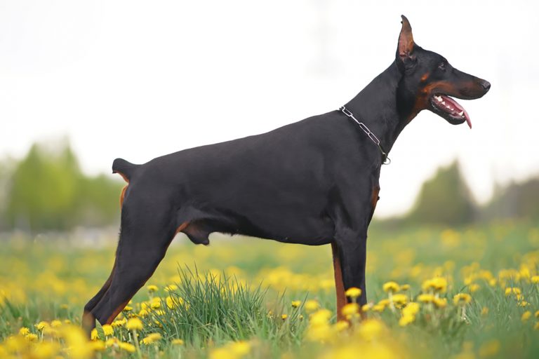 doberman dog with docked tail