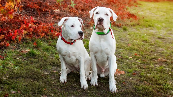 Male Vs Female Dogo Argentino: Which One To Choose?