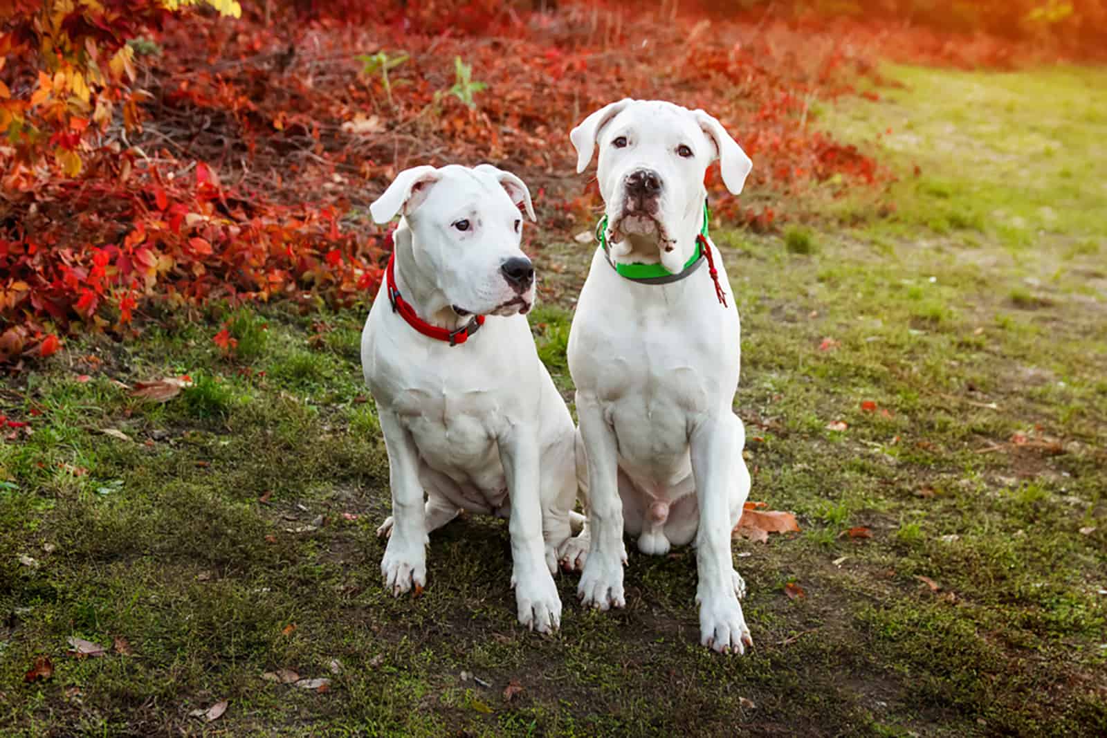 male and female dogo argentino sitting on the grass