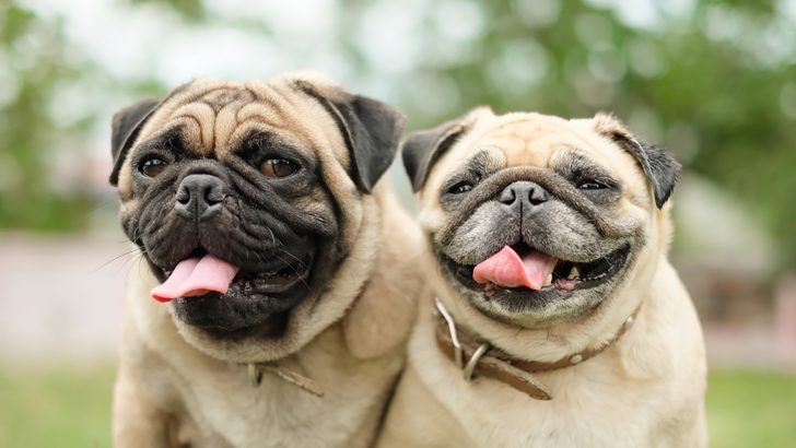 Male Vs Female Pug: The Gender Battle Is Back