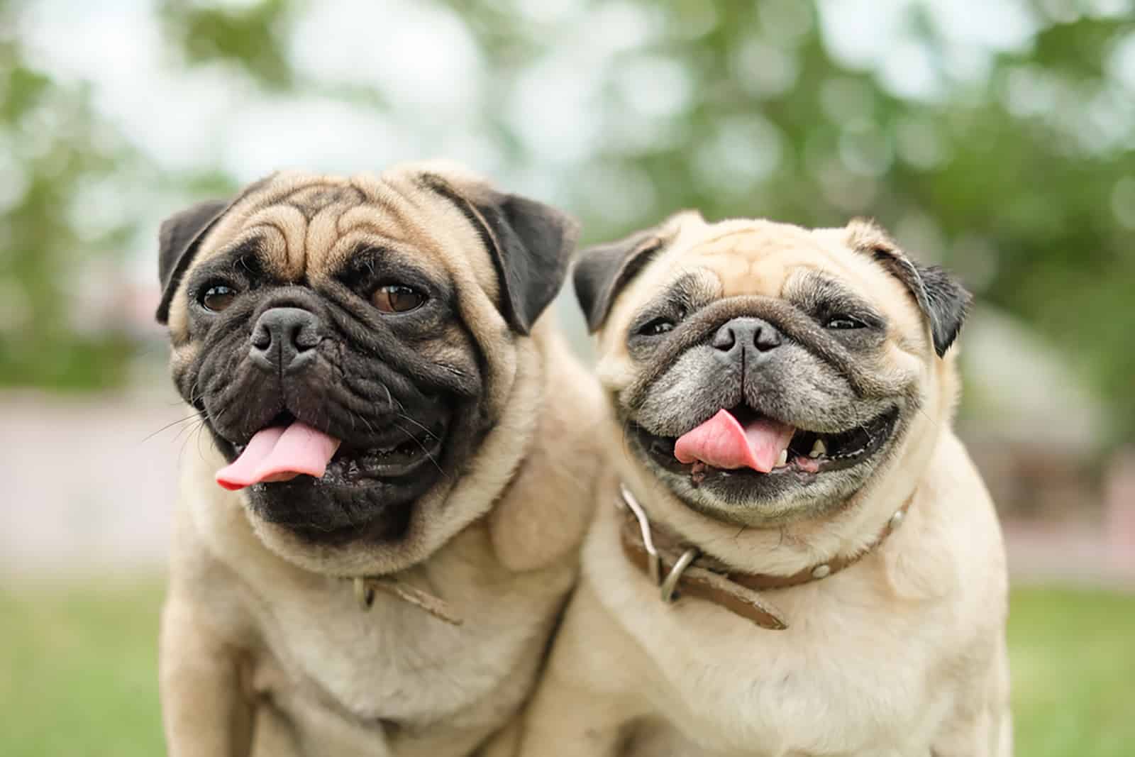 the male and female pugs dog sitting together in the garden