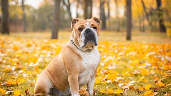 Male Vs. Female English Bulldog: What Are The Differences?