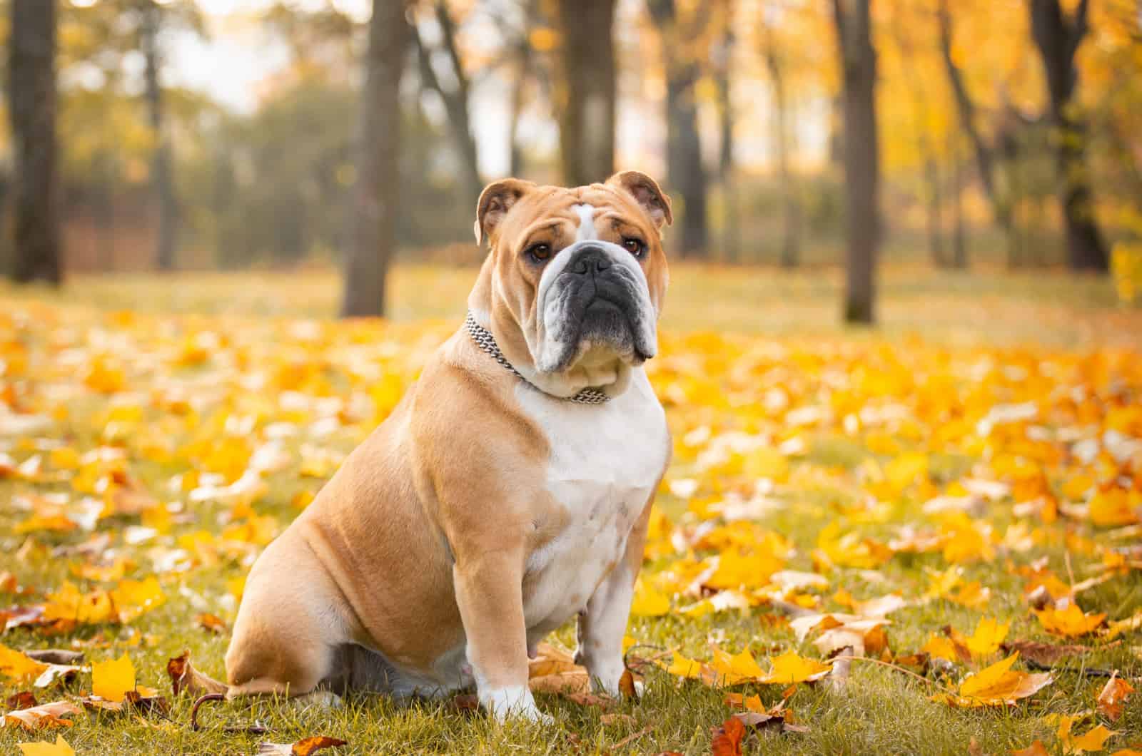 english bulldog in a park