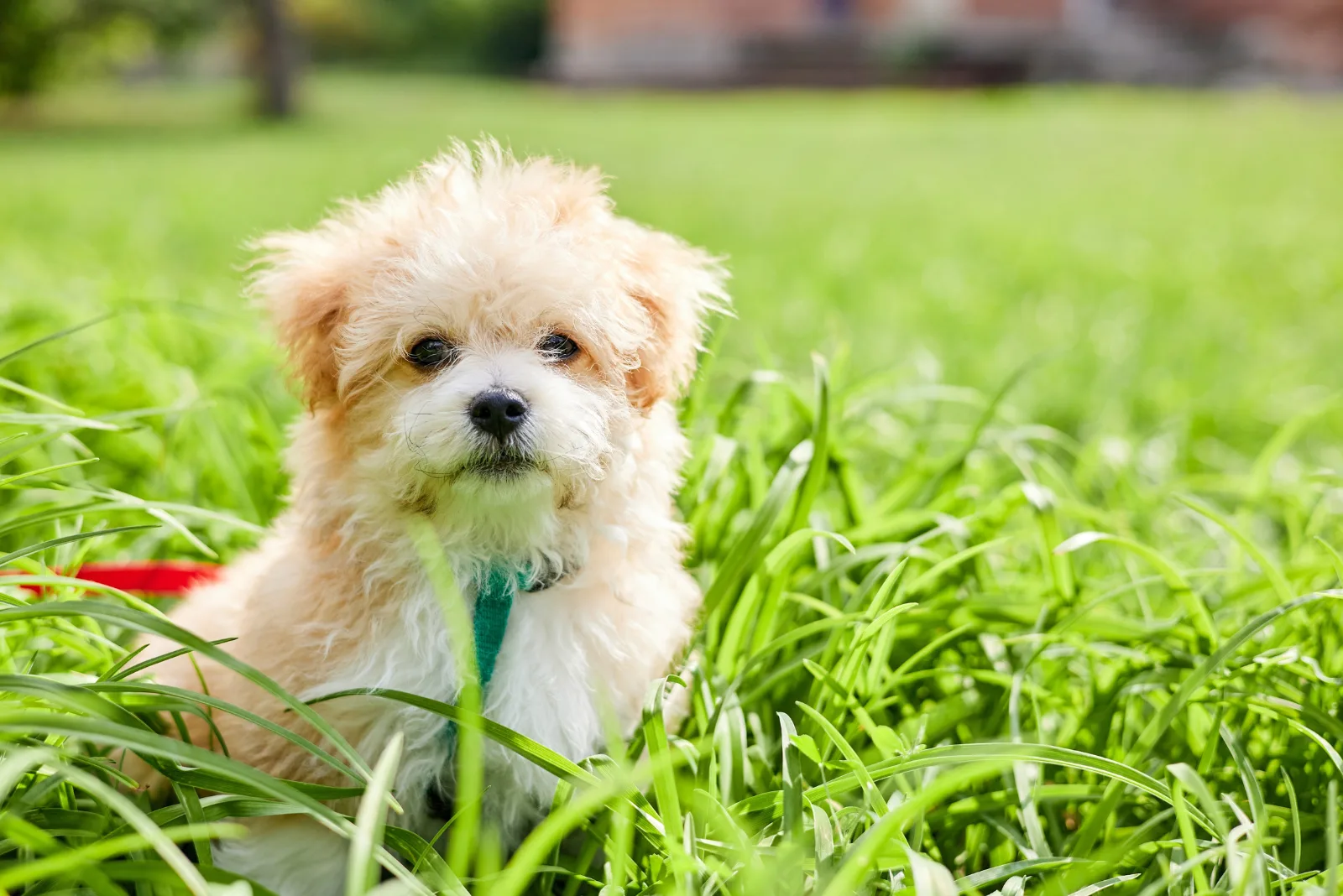 Maltipoo is sitting on the grass