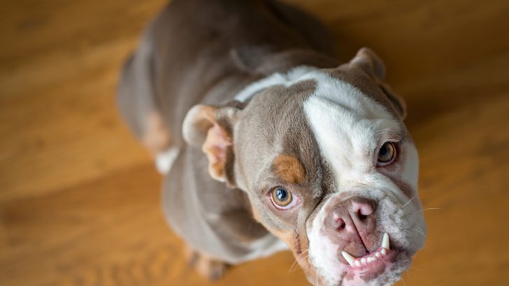 Meet 14 Most Popular Dog Breeds With Underbites