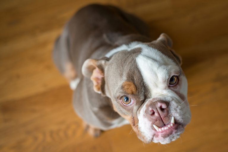american bulldog