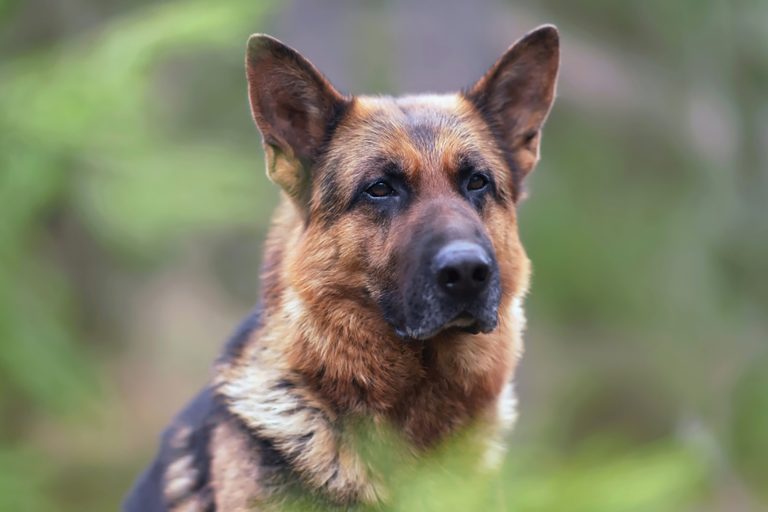 short haired german shepherd