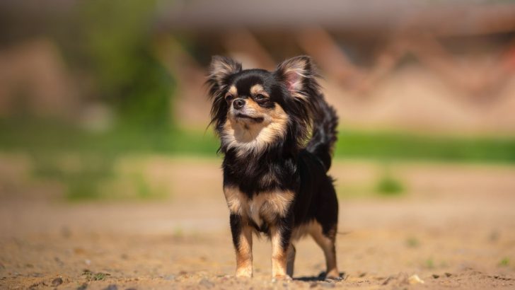 Meet Chilier Dog: The Art Of Crossbreeding