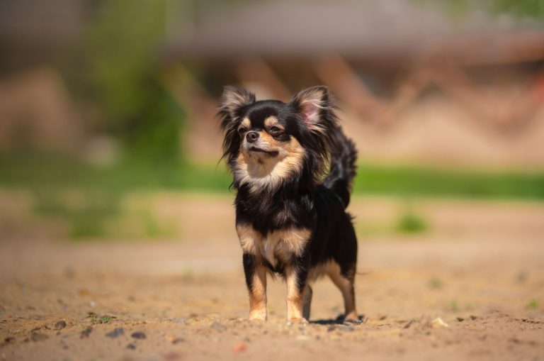 Chilier Dog posing for photo