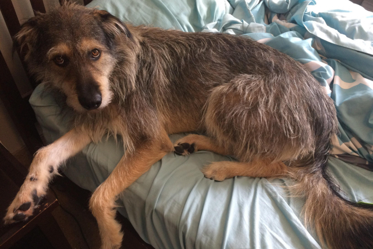 Irish Wolfhound German Shepherd Mix lying on the bed