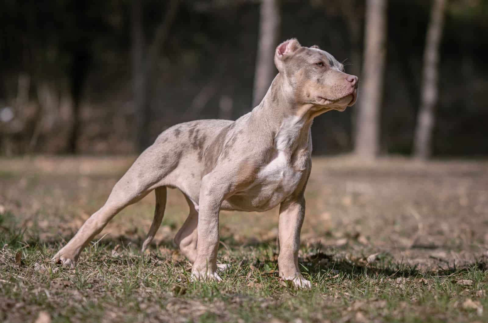 Merle XL Bully standing outside