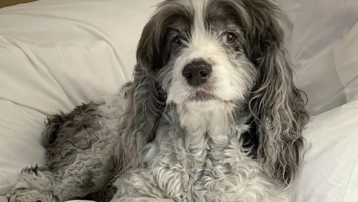 Merlin The Merle Cocker Spaniel